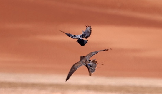 Pigeon Hunt Competition