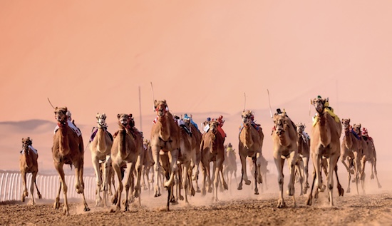 Camel Racing